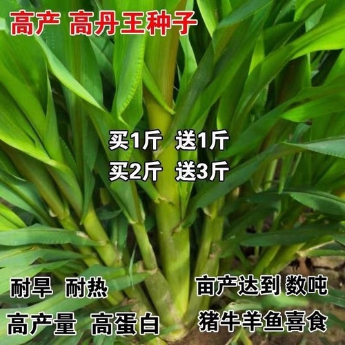 高丹王草种籽苏杂交四季产养