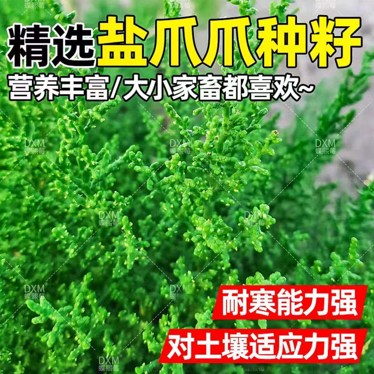 盐爪种子四季高产优质牧草