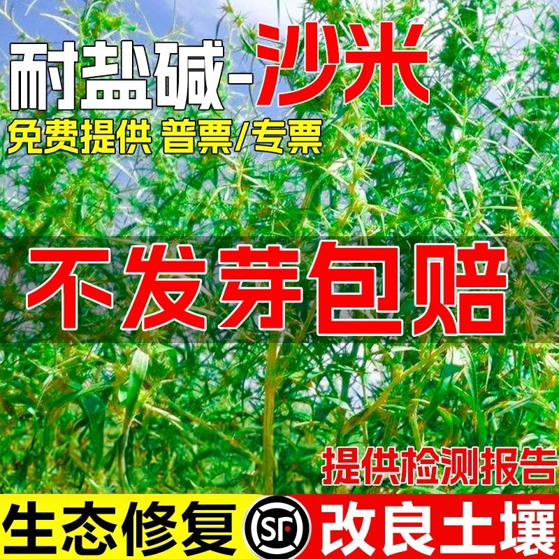 沙米种子多年生荒漠植被绿