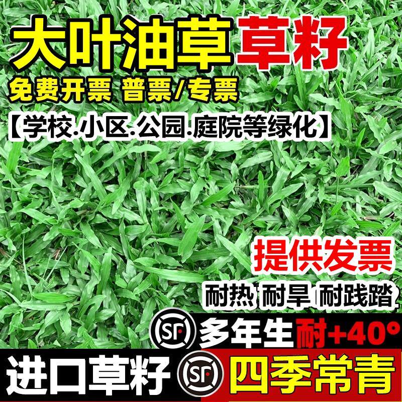 大叶油草种籽耐热抗旱护坡