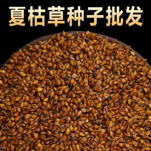 散装夏枯草种子中药材白毛夏枯草种籽子四季种植另有黄芩苗孑