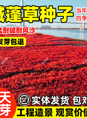 碱蓬草种子红色翅碱蓬卤蓬土壤沙荒地绿化耐盐碱治理土壤改良种籽