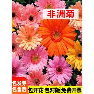 进口非洲菊种子扶郎花菊花种籽阳台盆栽四季景观绿化植物花卉种孑