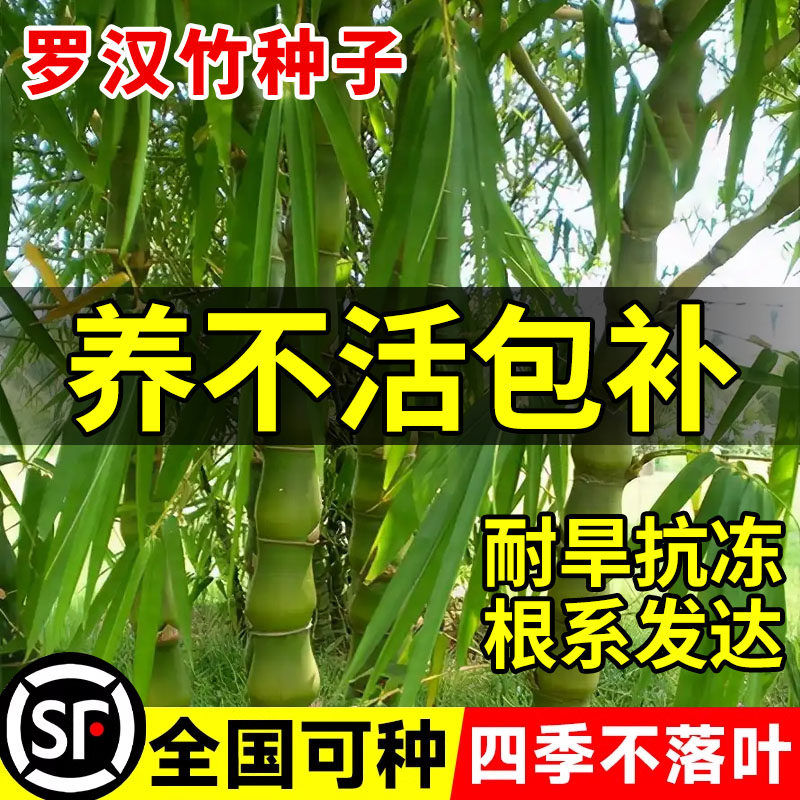罗汉竹种子四季常青黄金巨