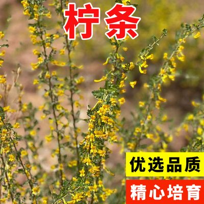 柠条种子小叶锦鸡儿籽抗