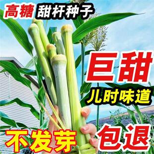 甜杆种籽东北甜杆小甘蔗新鲜水果南方芦粟高粱甜芦杆四季农家种子