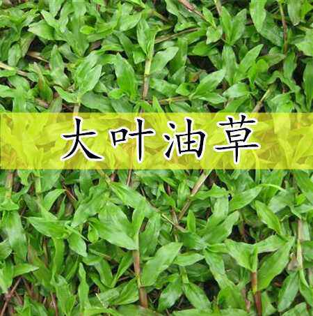 大叶油草坪种子庭院别墅