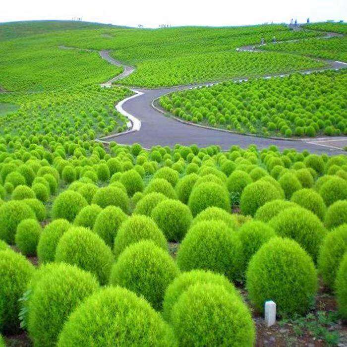 地肤种子扫帚草绿坪花卉