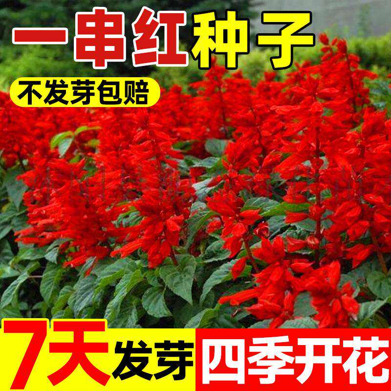 正宗矮一串红种子高四季开