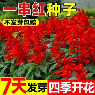 正宗矮一串红种子矮串红高串红四季开花种籽易种活耐寒串串红花卉