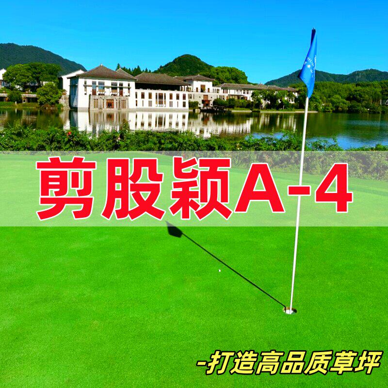高档进口剪股颖草籽四季常