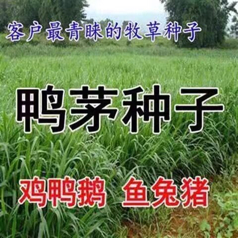 鸭毛草种子净籽耐阴林间植