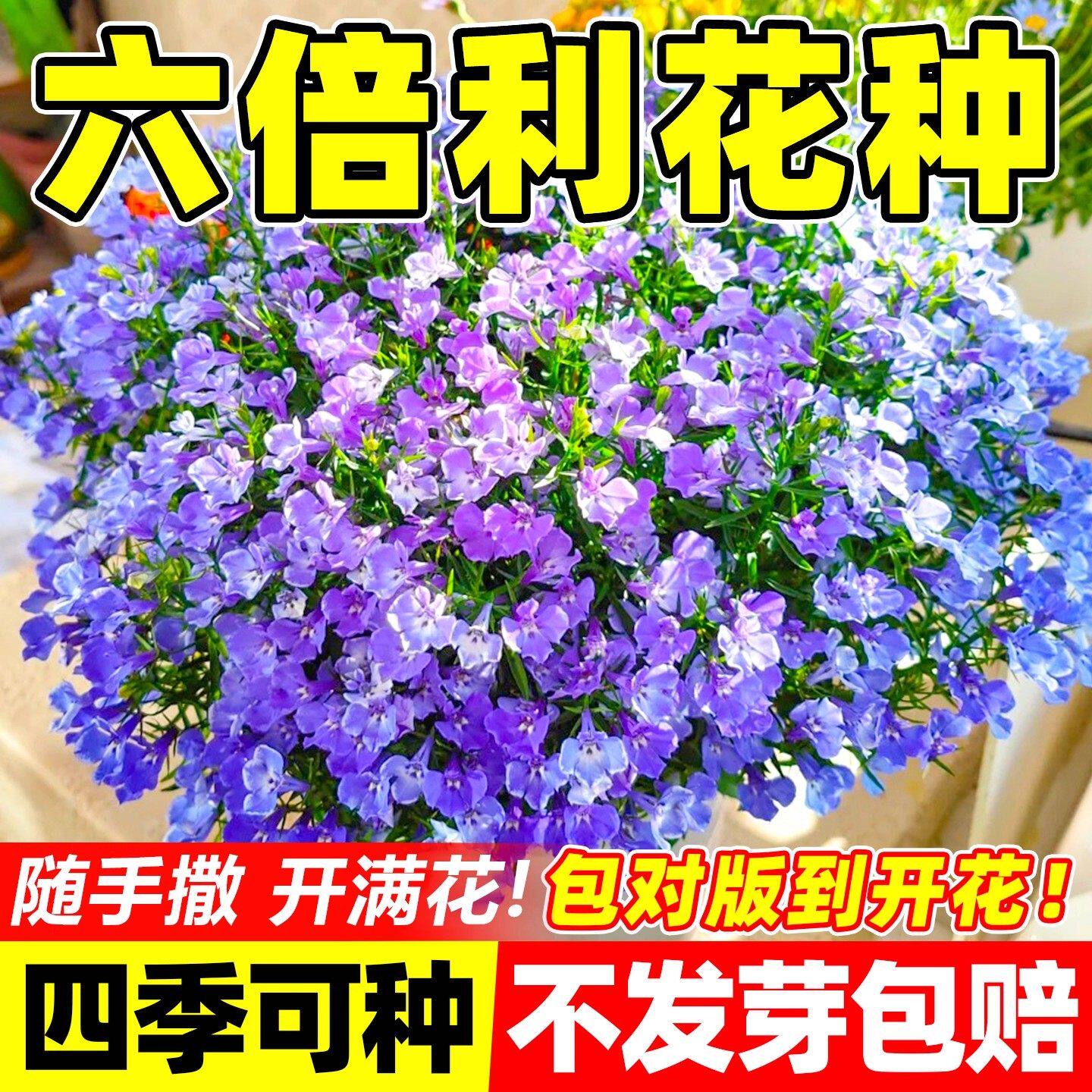 六倍利花种子四季播开室内