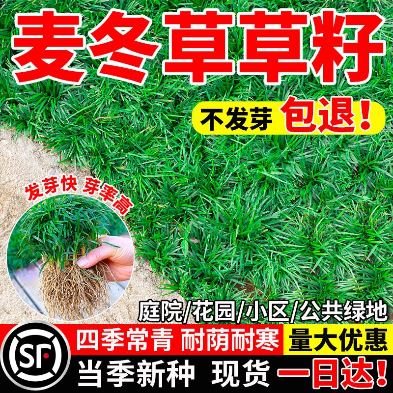 四季常青麦冬草籽玉龙日本