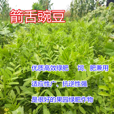 箭舌豌豆种子粮食饲草兼用