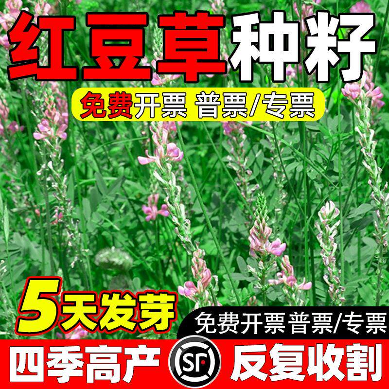 红豆草种子多年生牧观赏皇