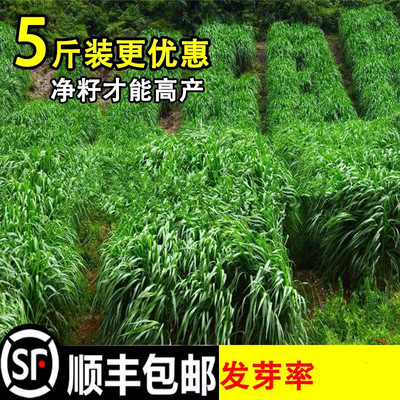 黑麦草种籽子四季多年生牧耐