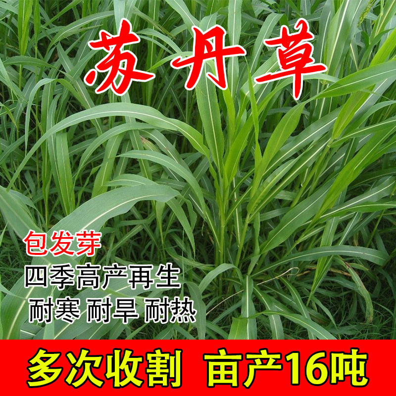 苏丹草草籽四季高产牧草种子种籽高丹草畜牧养殖喂鸡鸭牛羊鱼