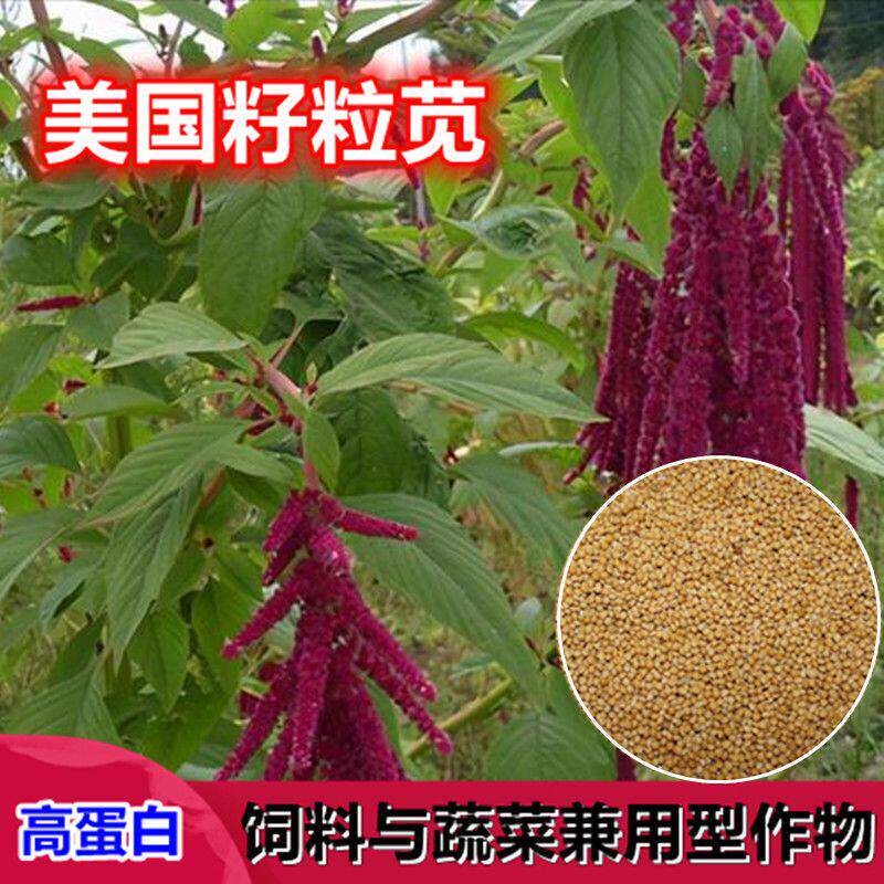 进口美国籽粒苋种子优质高