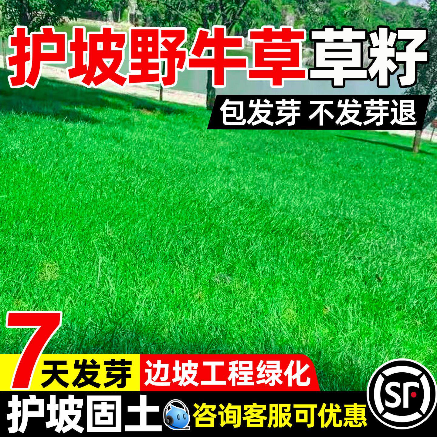 野牛草籽耐盐碱防风固沙护