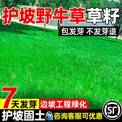 野牛草籽耐盐碱防风固沙护