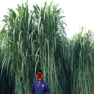 台湾甜象狼尾草种子多年生牧草种子  四季常青高产猪牛羊鱼草种籽