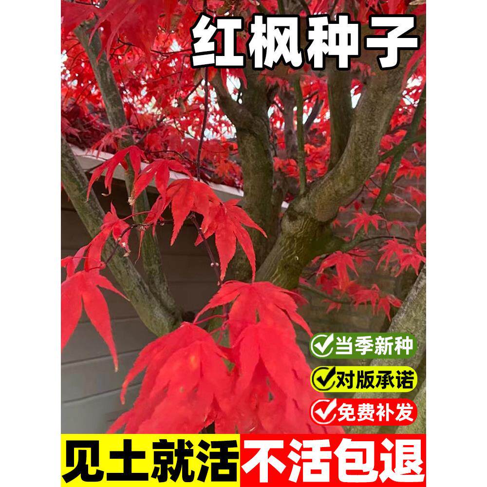 红枫树种子正宗美国红枫种子枫叶鲜红四季种易活庭院护坡灌木种子