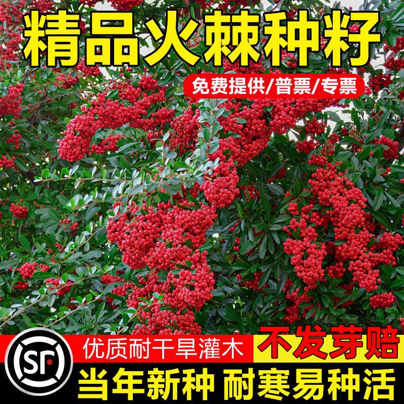 新采火棘种子籽林木树沙围