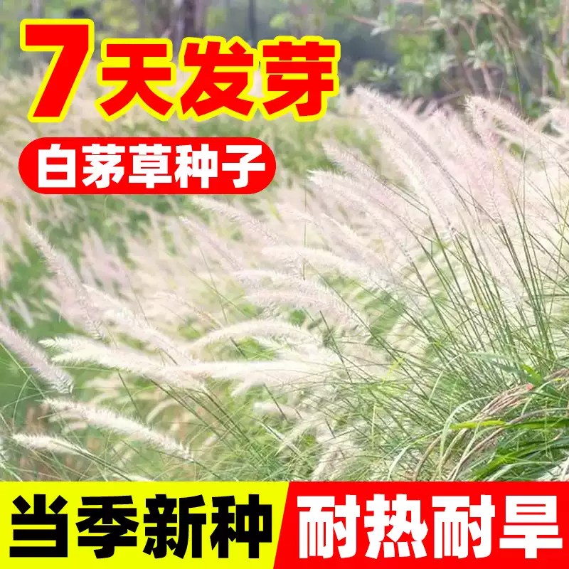 白茅草种子柴根籽毛菅绿化