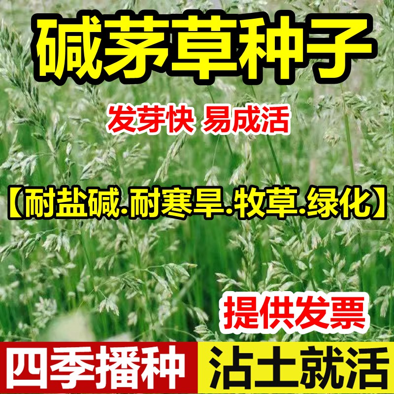 碱茅草种子籽星耐寒旱多年