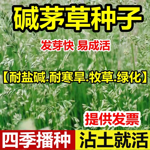 碱茅草种子籽星耐寒旱多年