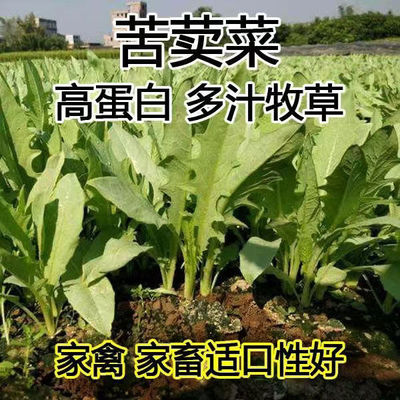 大叶牧草种子多年生苦荬菜鹅