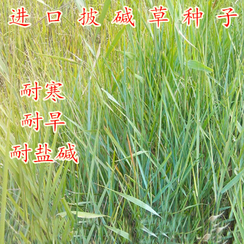 披碱草种子耐旱盐牧籽抗风