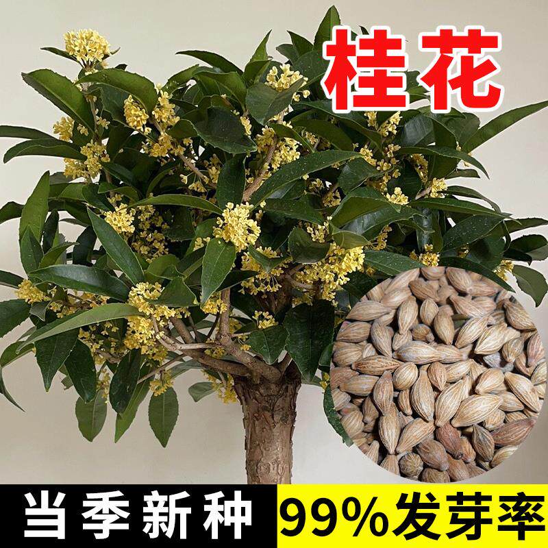 桂花种子四季浓香型桂花树种籽室内阳台易种绿化办公室盆栽花卉籽
