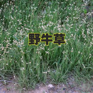 野牛草种子护坡固土坪籽矮