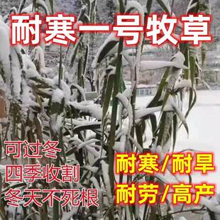 耐寒一号牧草种子多年生四季种畜牧养殖喂鱼鸡鸭鹅牛羊兔种籽饲料