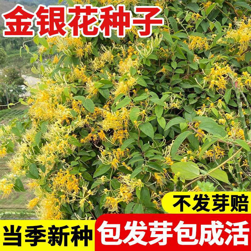 金银花种子忍冬籽爬藤本植
