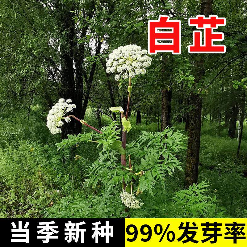 白芷种子新品中药材当年新散装祁川种籽幼苗春秋季四季种植易管理