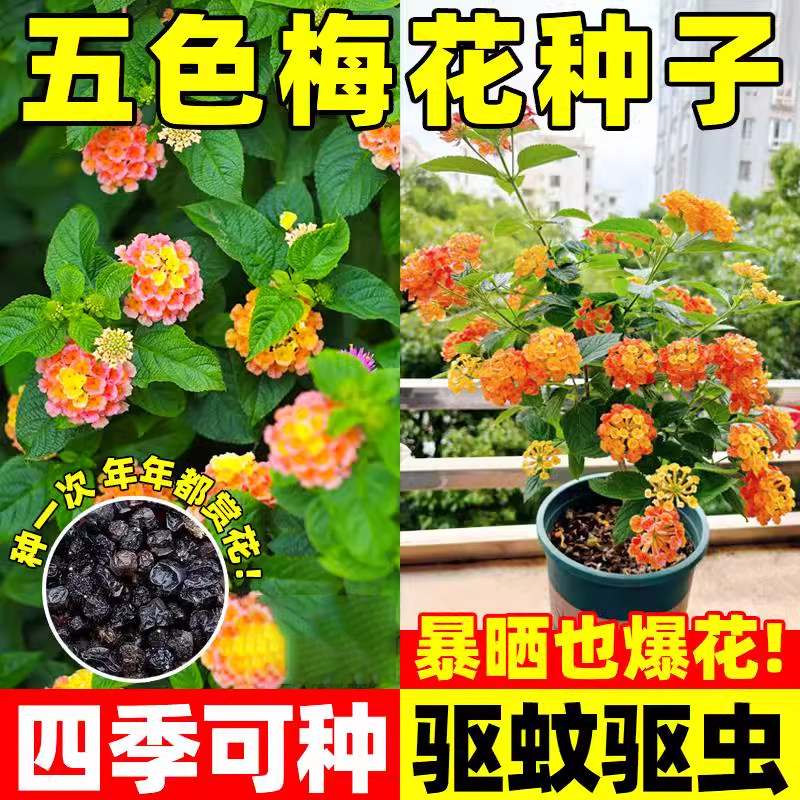 五色梅花种子四季开易活多