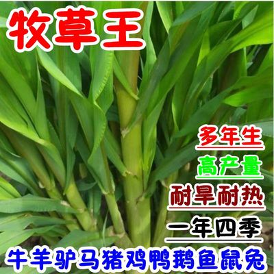 高丹王草种籽四季多年生牧杂