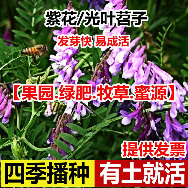 光叶紫花苕种毛子牧草籽果