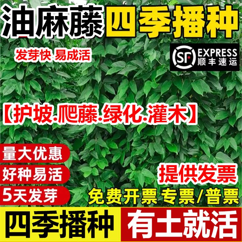 油麻藤种子矿山荒地工程绿