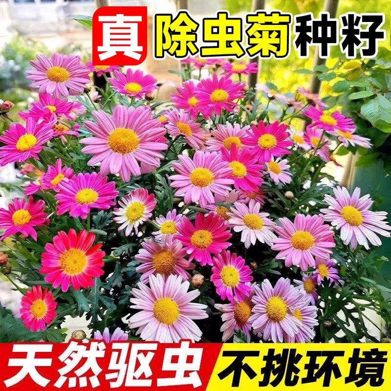 除虫菊花种籽子庭院驱蚊草