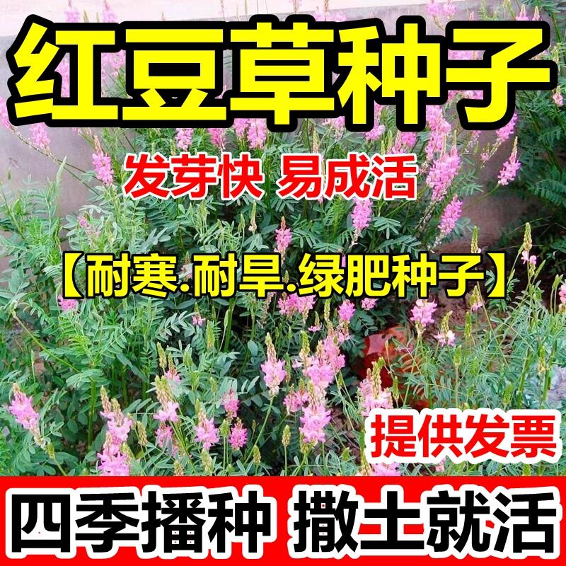 红豆草种子果园绿肥籽耐寒