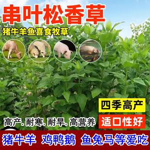 进口高产串叶松香草籽牧草种子牲畜猪牛羊鸡鸭鹅鱼食用松香草种子