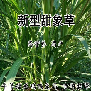 新型甜象牧草种子多年生四季高产牛羊猪鱼马兔鸡鸭鹅畜牧养殖草籽