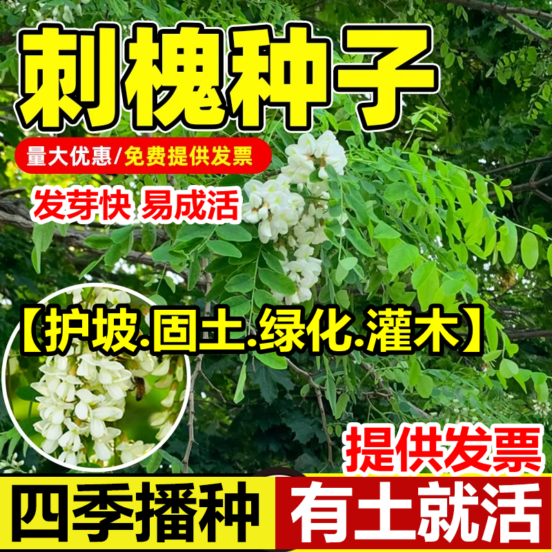 刺槐种子护坡固土草籽草种白花刺槐树香花槐紫穗槐洋槐槐花树种籽