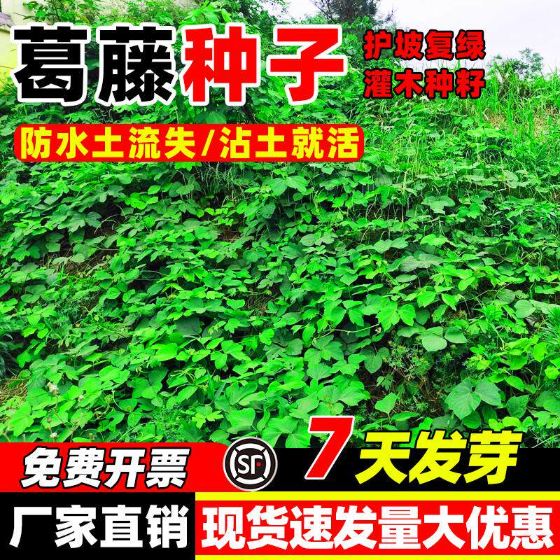 葛藤种子灌木草油麻牵牛花