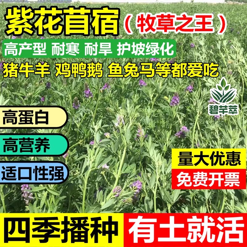 进口紫花苜蓿种子多年生草