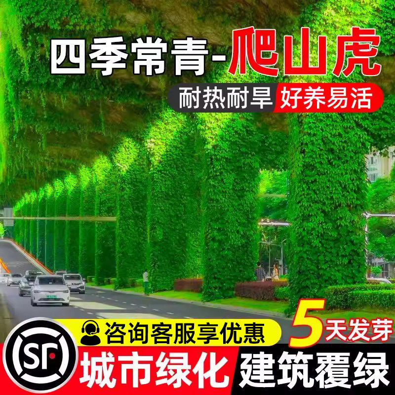 爬山虎种子城市绿化草籽工